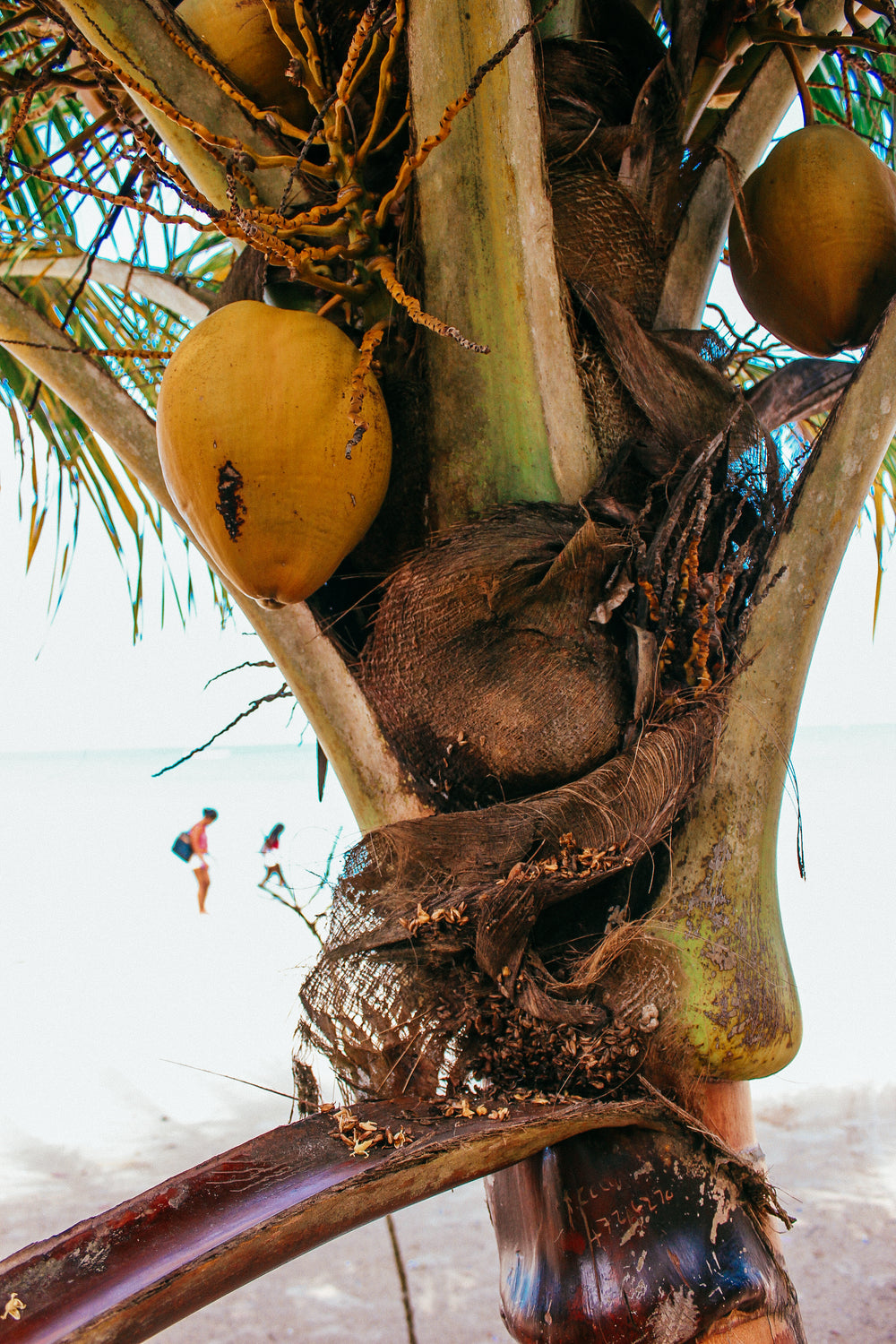 The Coconut Bee Ltd